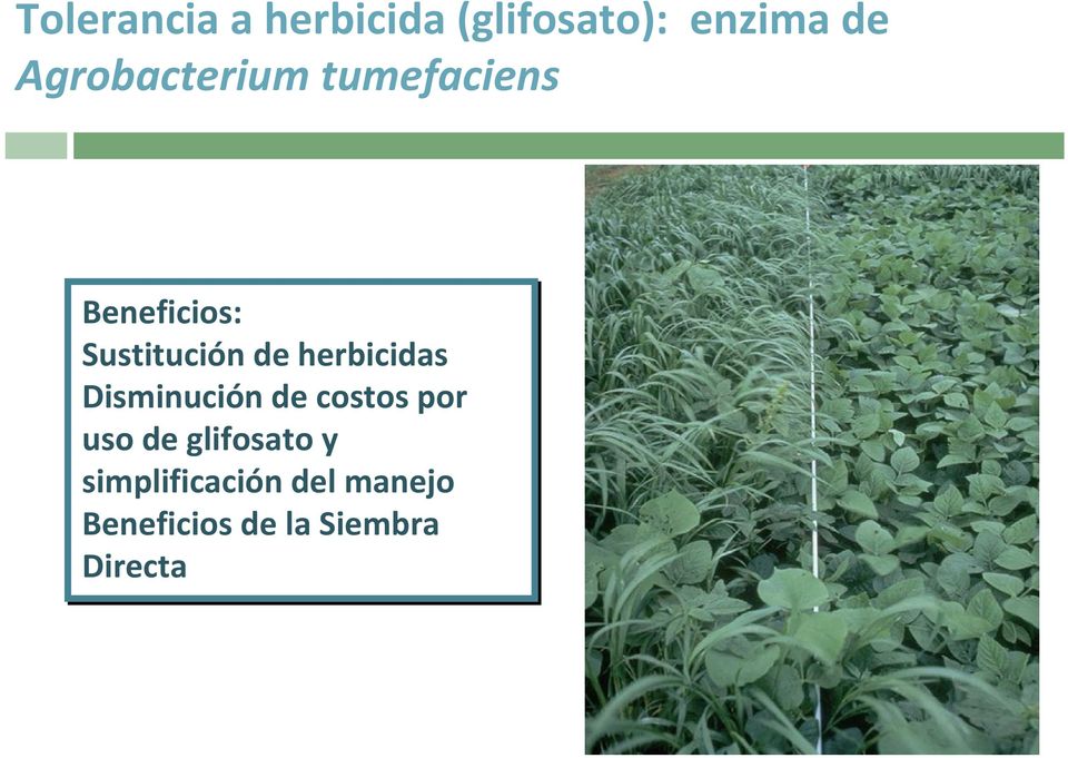 herbicidas Disminución de costos por uso de glifosato