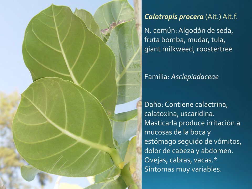 Asclepiadaceae Daño: Contiene calactrina, calatoxina, uscaridina.