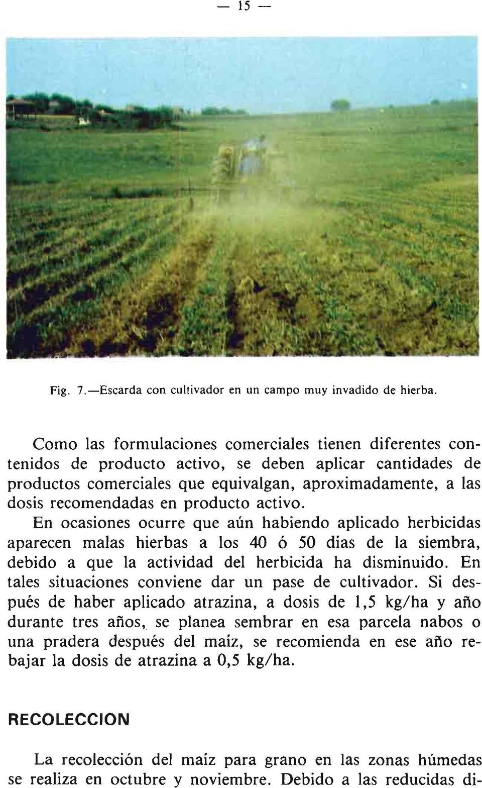 producto activo. En ocasiones ocurre que aún habiendo aplicado herbicidas aparecen malas hierbas a los 40 ó 50 días de la siembra, debido a que la actividad del herbicida ha disminuido.
