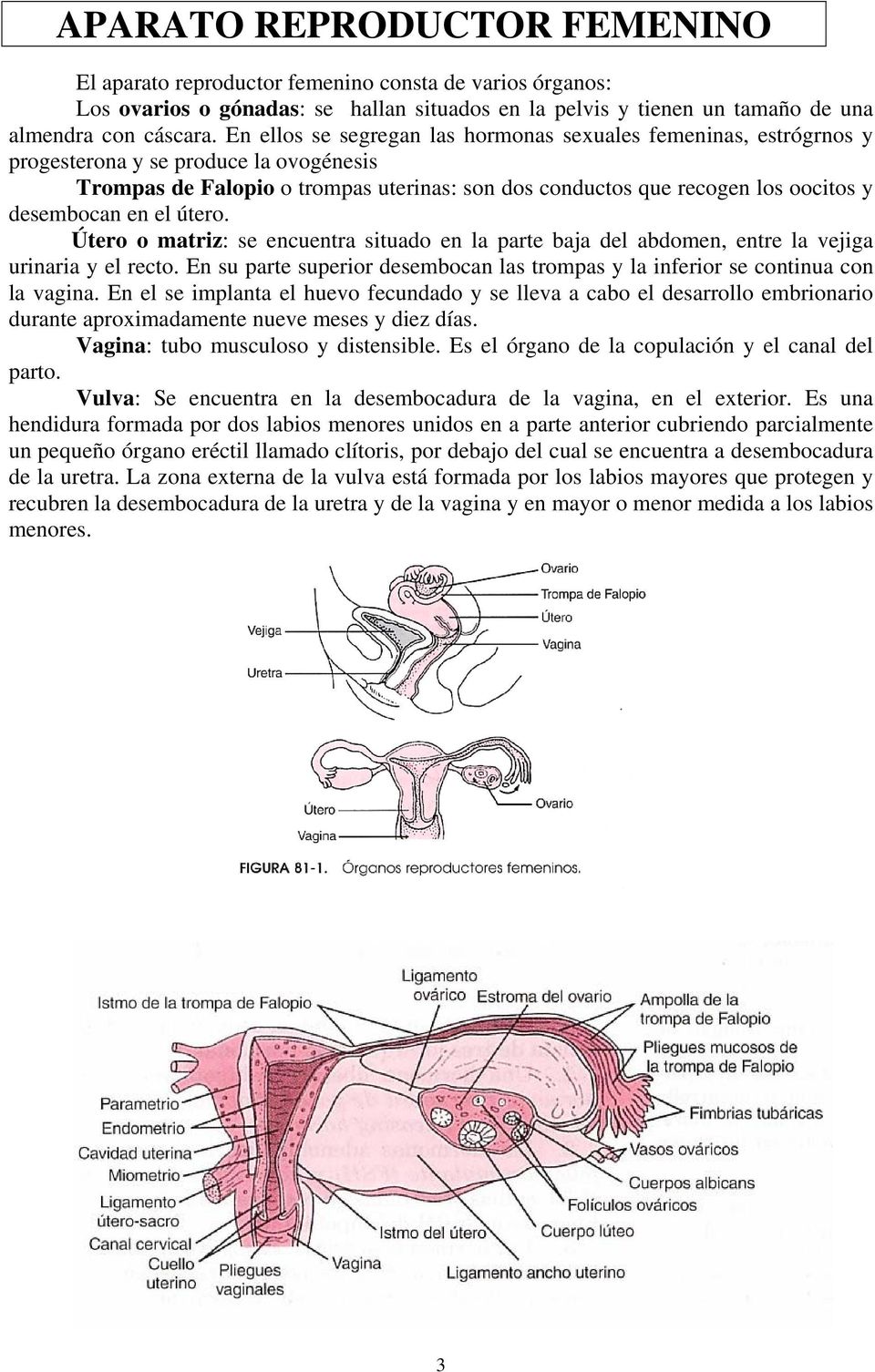 desembocan en el útero. Útero o matriz: se encuentra situado en la parte baja del abdomen, entre la vejiga urinaria y el recto.
