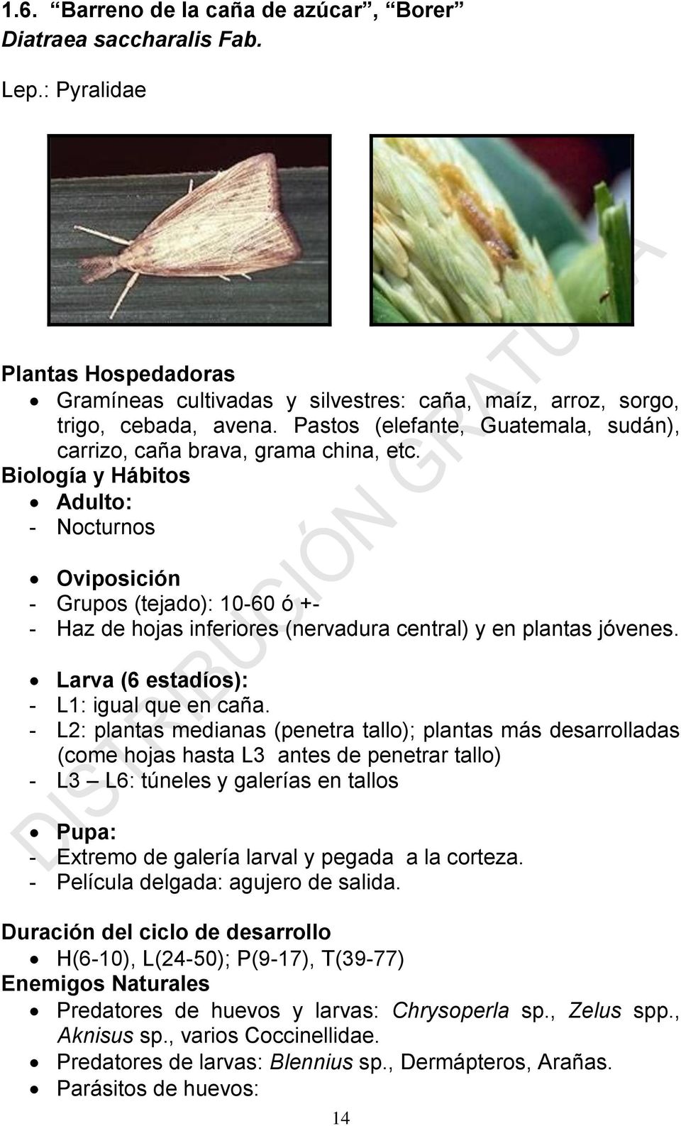 Biología y Hábitos Adulto: - Nocturnos Oviposición - Grupos (tejado): 10-60 ó +- - Haz de hojas inferiores (nervadura central) y en plantas jóvenes. Larva (6 estadíos): - L1: igual que en caña.