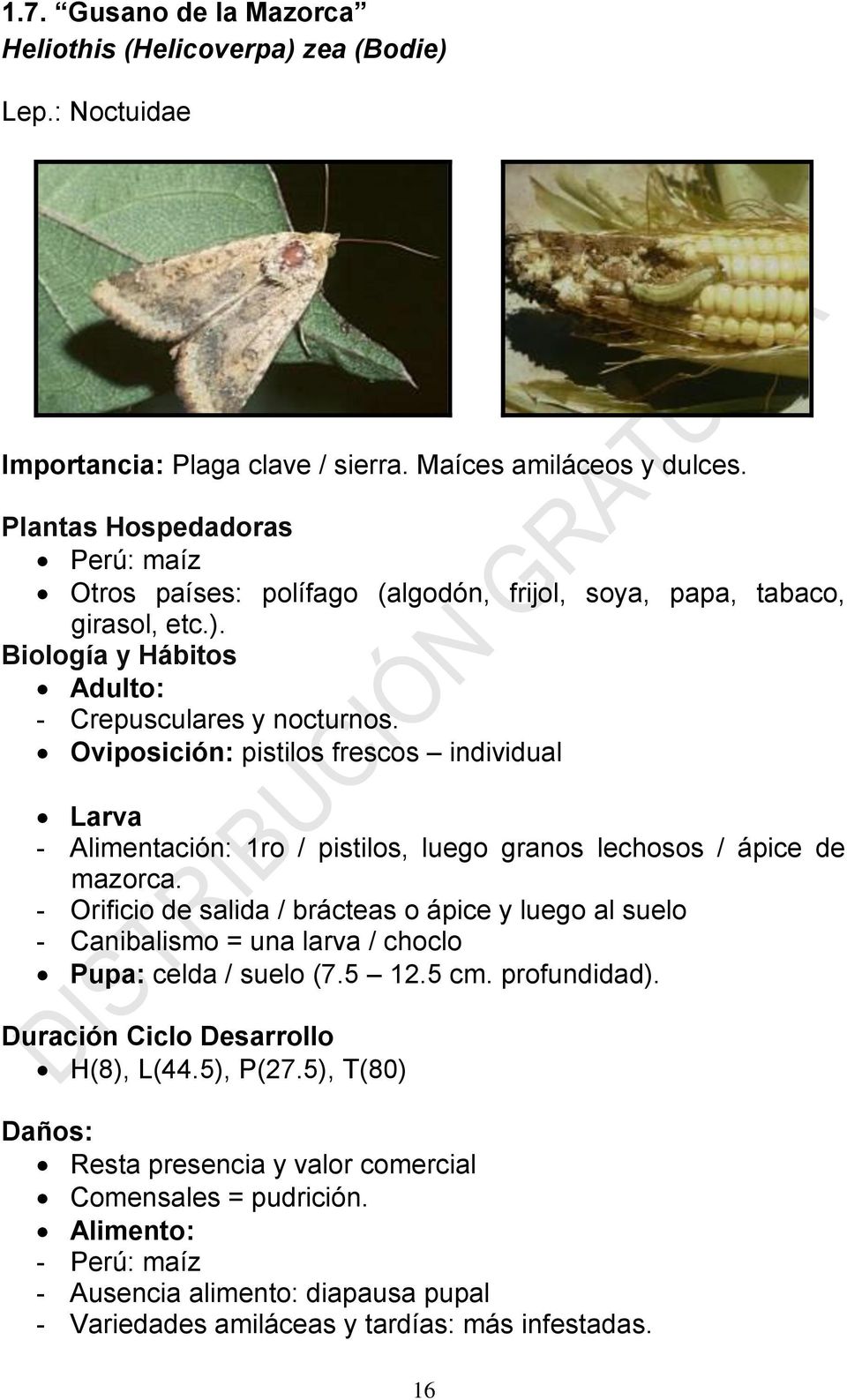 Oviposición: pistilos frescos individual Larva - Alimentación: 1ro / pistilos, luego granos lechosos / ápice de mazorca.