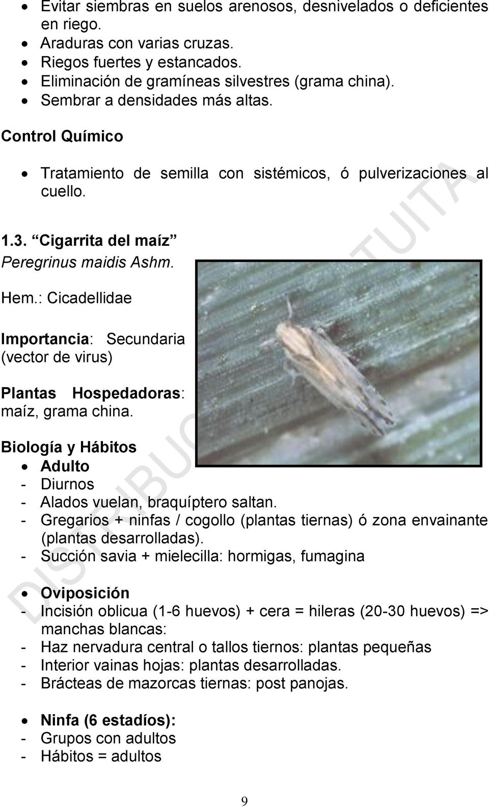 : Cicadellidae Importancia: Secundaria (vector de virus) Plantas Hospedadoras: maíz, grama china. Biología y Hábitos Adulto - Diurnos - Alados vuelan, braquíptero saltan.