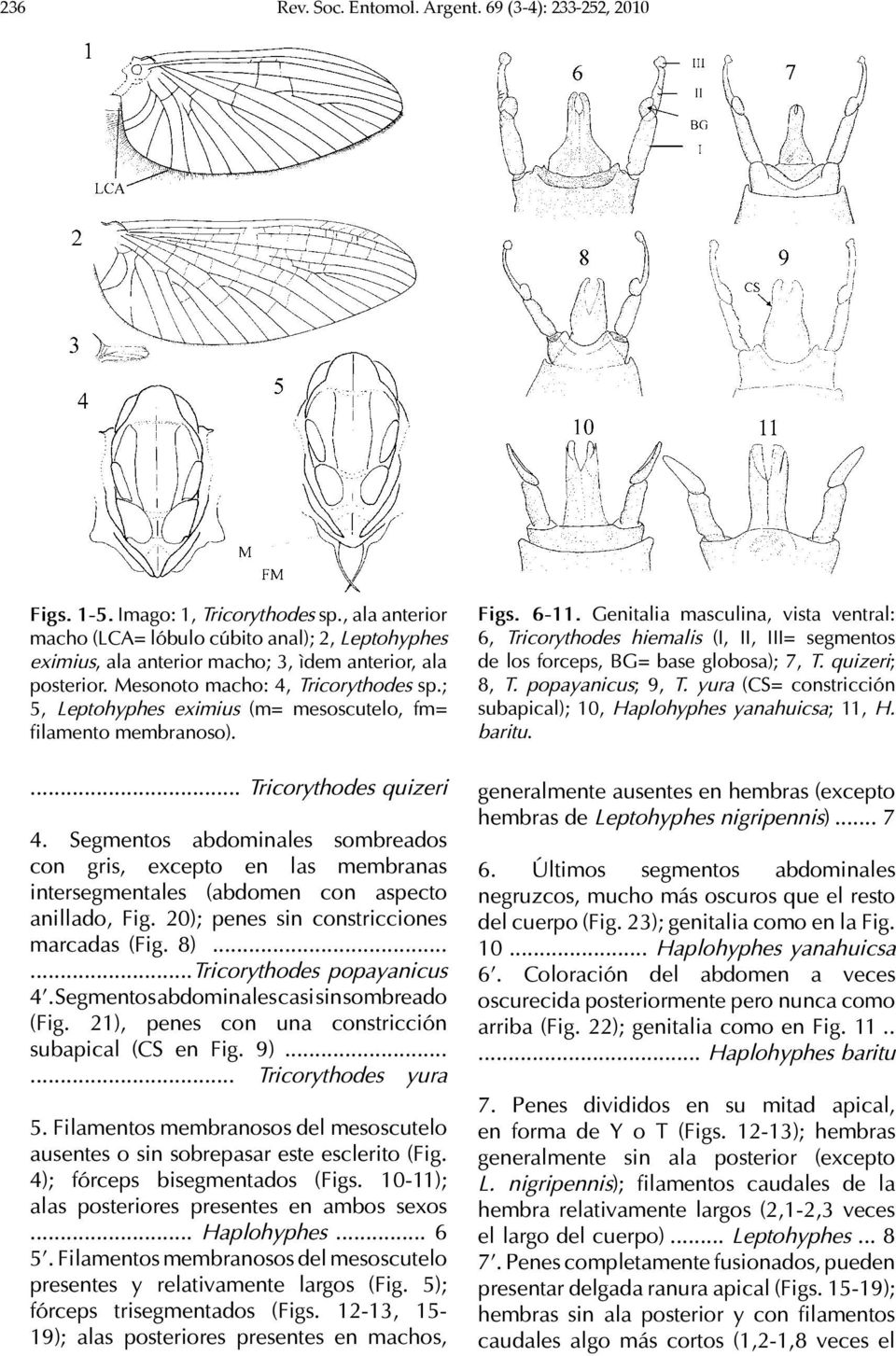 ; 5, Leptohyphes eximius (m= mesoscutelo, fm= filamento membranoso).... Tricorythodes quizeri 4.