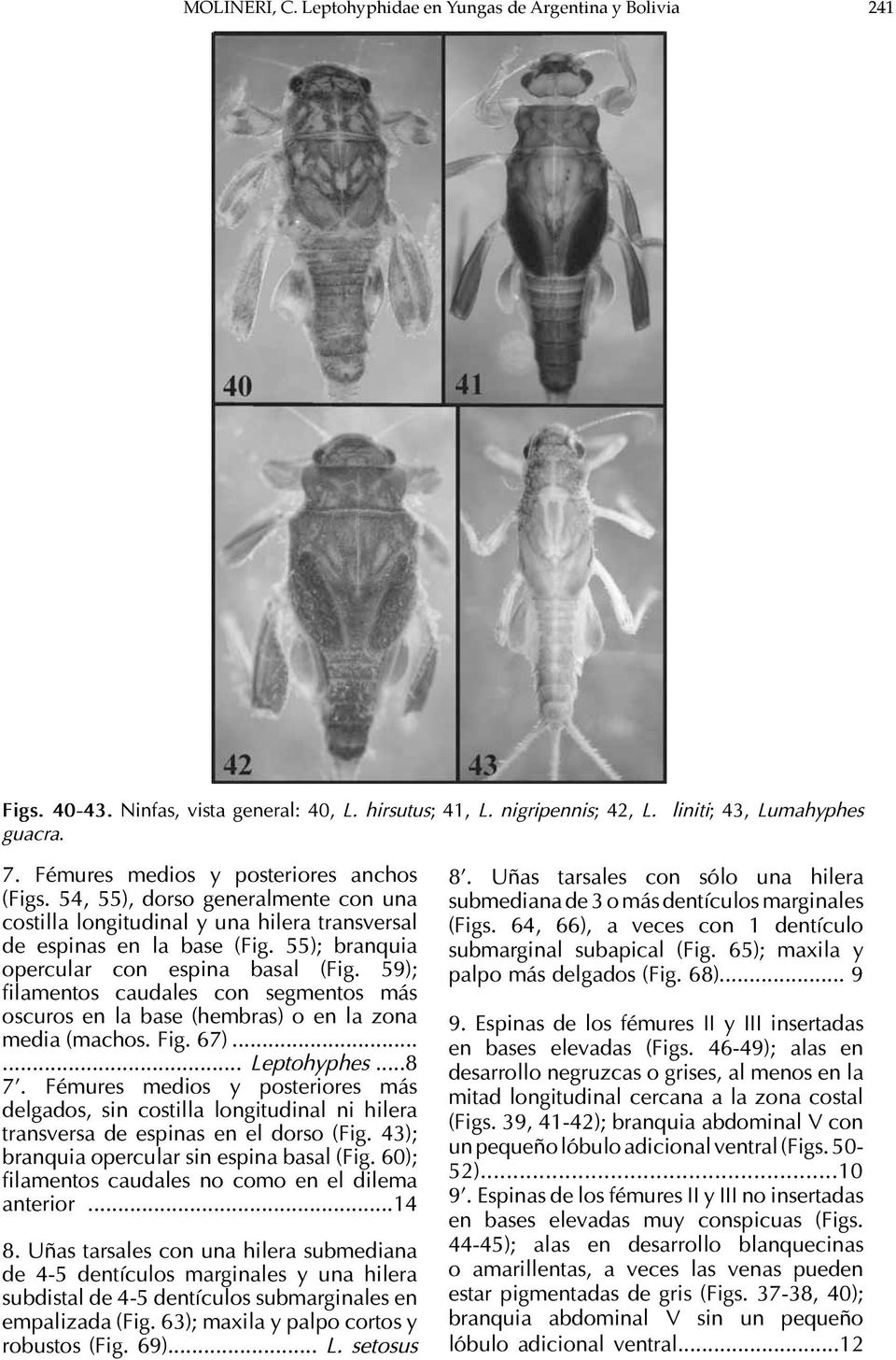 59); filamentos caudales con segmentos más oscuros en la base (hembras) o en la zona media (machos. Fig. 67)...... Leptohyphes...8 7.