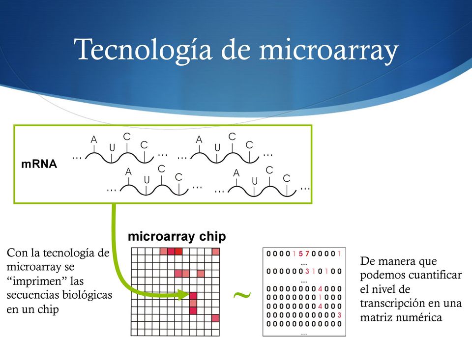 un chip microarray chip ~ De manera que podemos