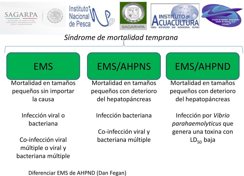 hepatopáncreas Infección bacteriana Co-infección viral y bacteriana múltiple EMS/AHPND Mortalidad en tamaños pequeños con