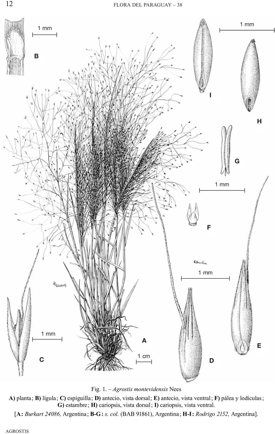 Agrostis montevidensis Nees A) planta; B) lígula; C) espiguilla; D) antecio, vista dorsal;