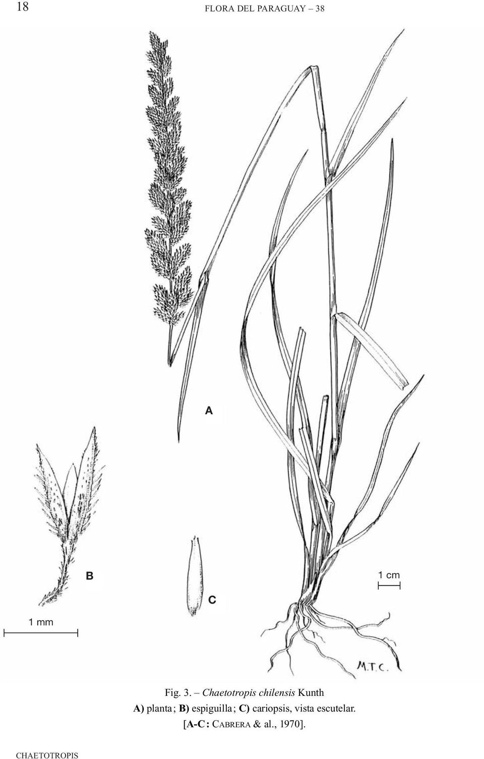 Chaetotropis chilensis Kunth A) planta; B)