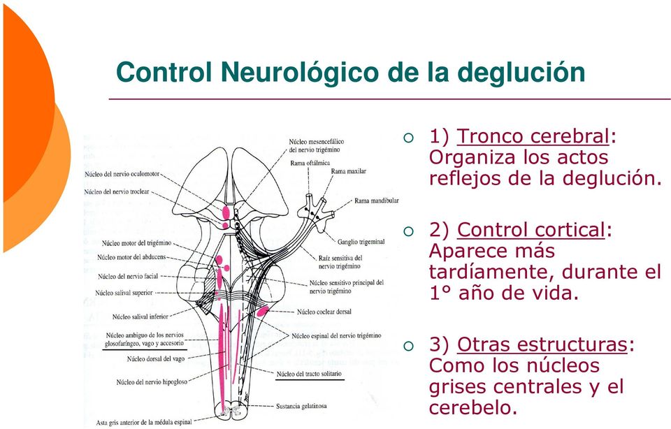 2) Control cortical: Aparece más tardíamente, durante el 1