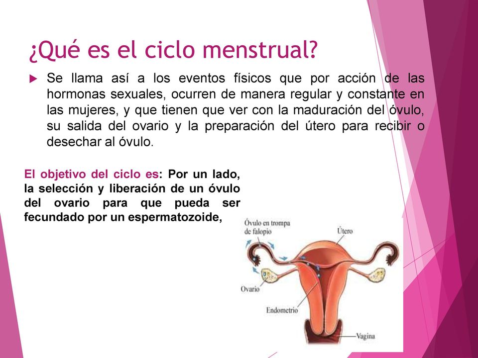 constante en las mujeres, y que tienen que ver con la maduración del óvulo, su salida del ovario y la