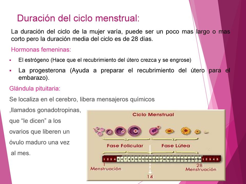 Hormonas femeninas: El estrógeno (Hace que el recubrimiento del útero crezca y se engrose) La progesterona (Ayuda a preparar