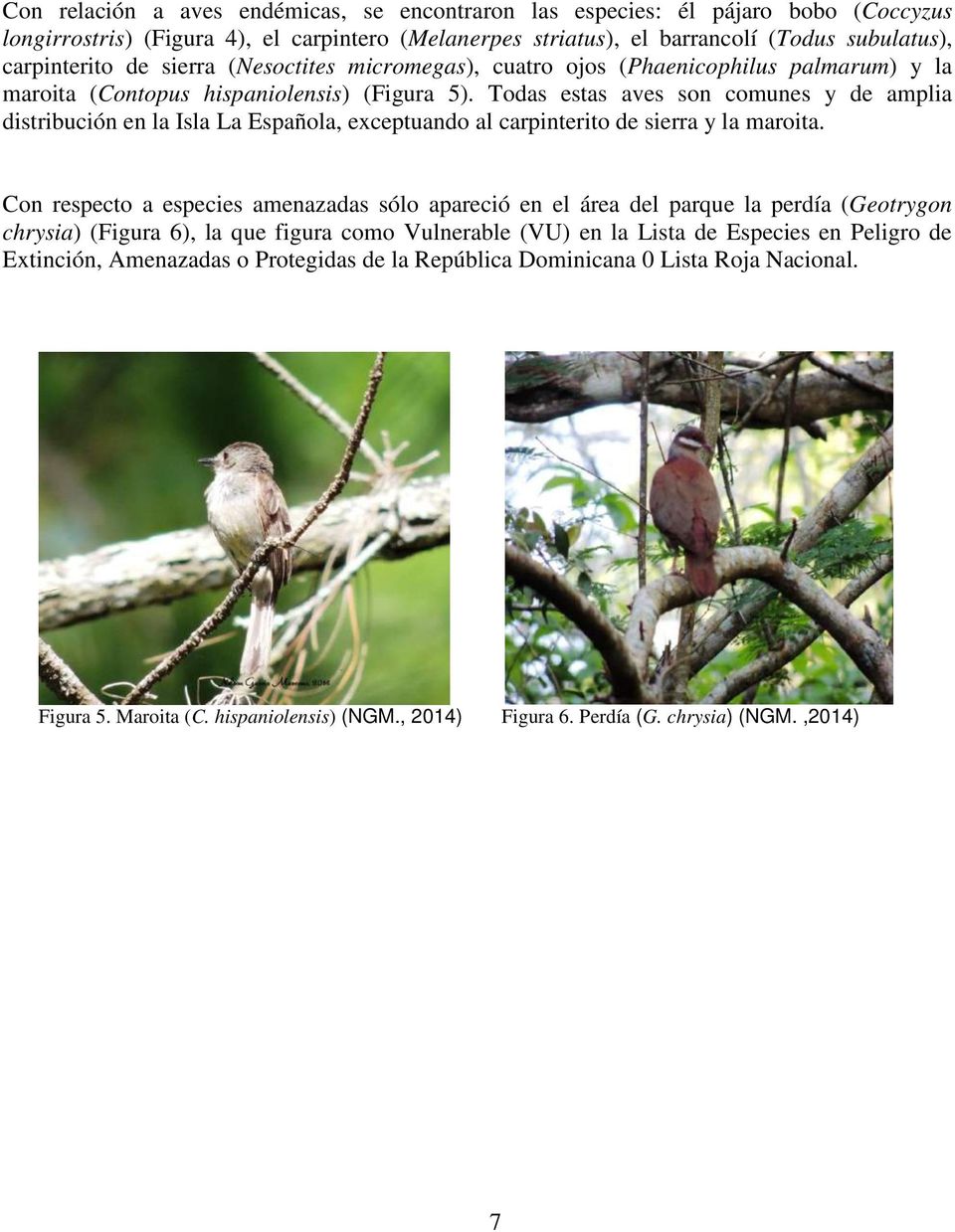 Todas estas aves son comunes y de amplia distribución en la Isla La Española, exceptuando al carpinterito de sierra y la maroita.