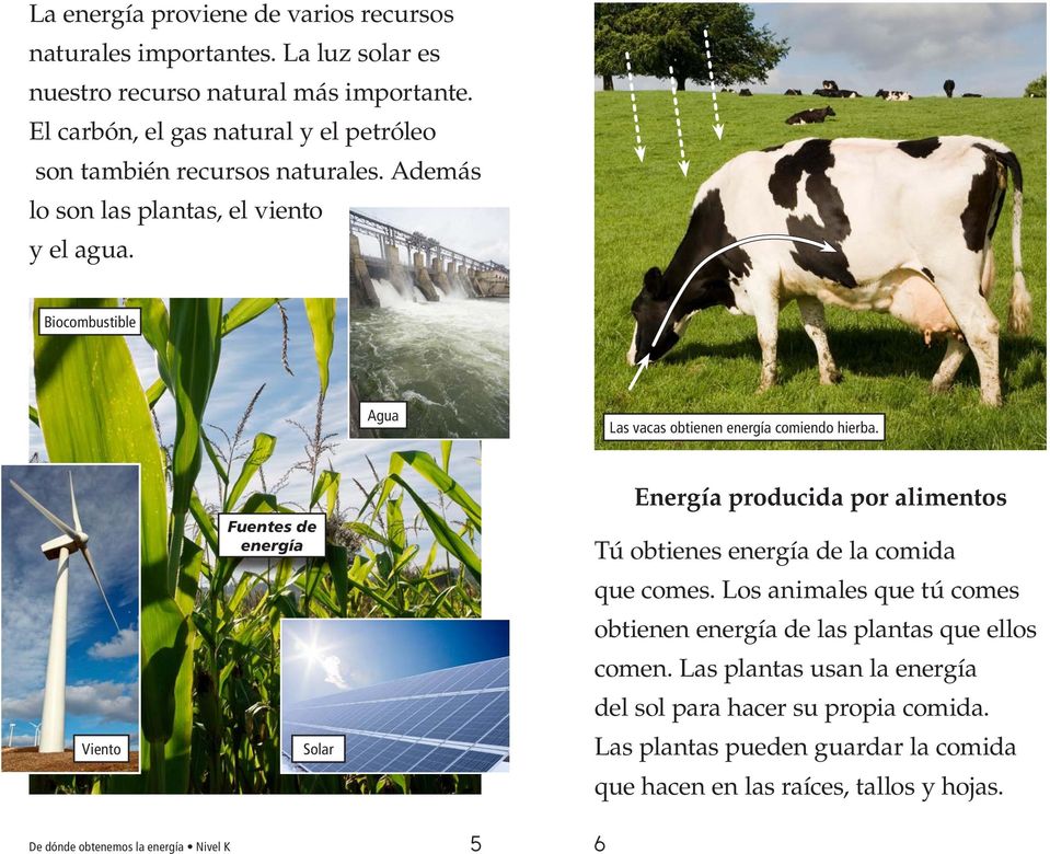 Biocombustible Agua Las vacas obtienen energía comiendo hierba.