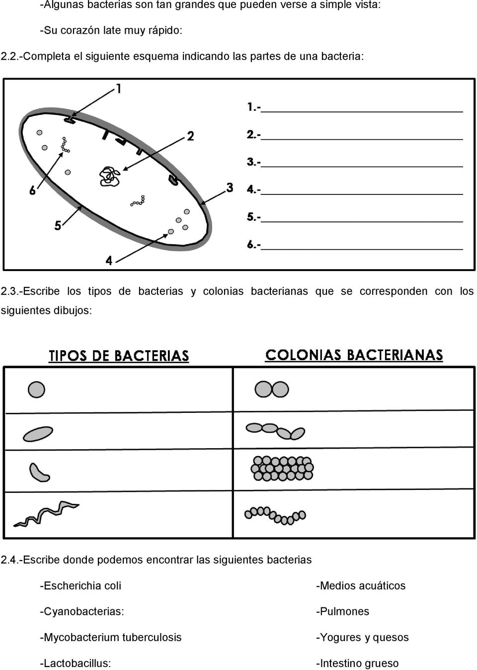 -Escribe los tipos de bacterias y colonias bacterianas que se corresponden con los siguientes dibujos: 2.4.