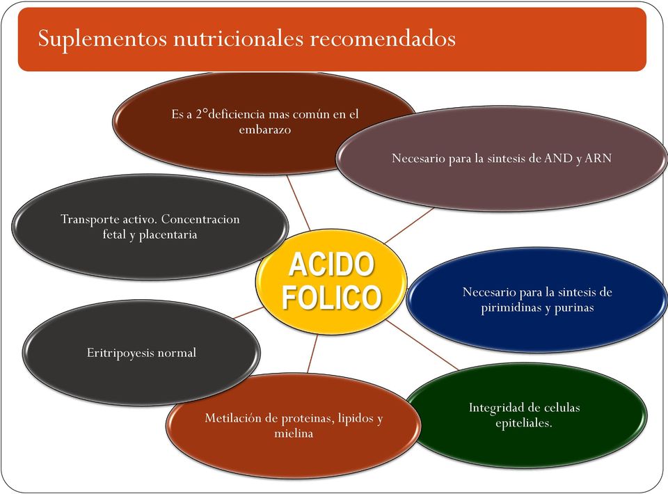 Concentracion fetal y placentaria ACIDO FOLICO Necesario para la sintesis