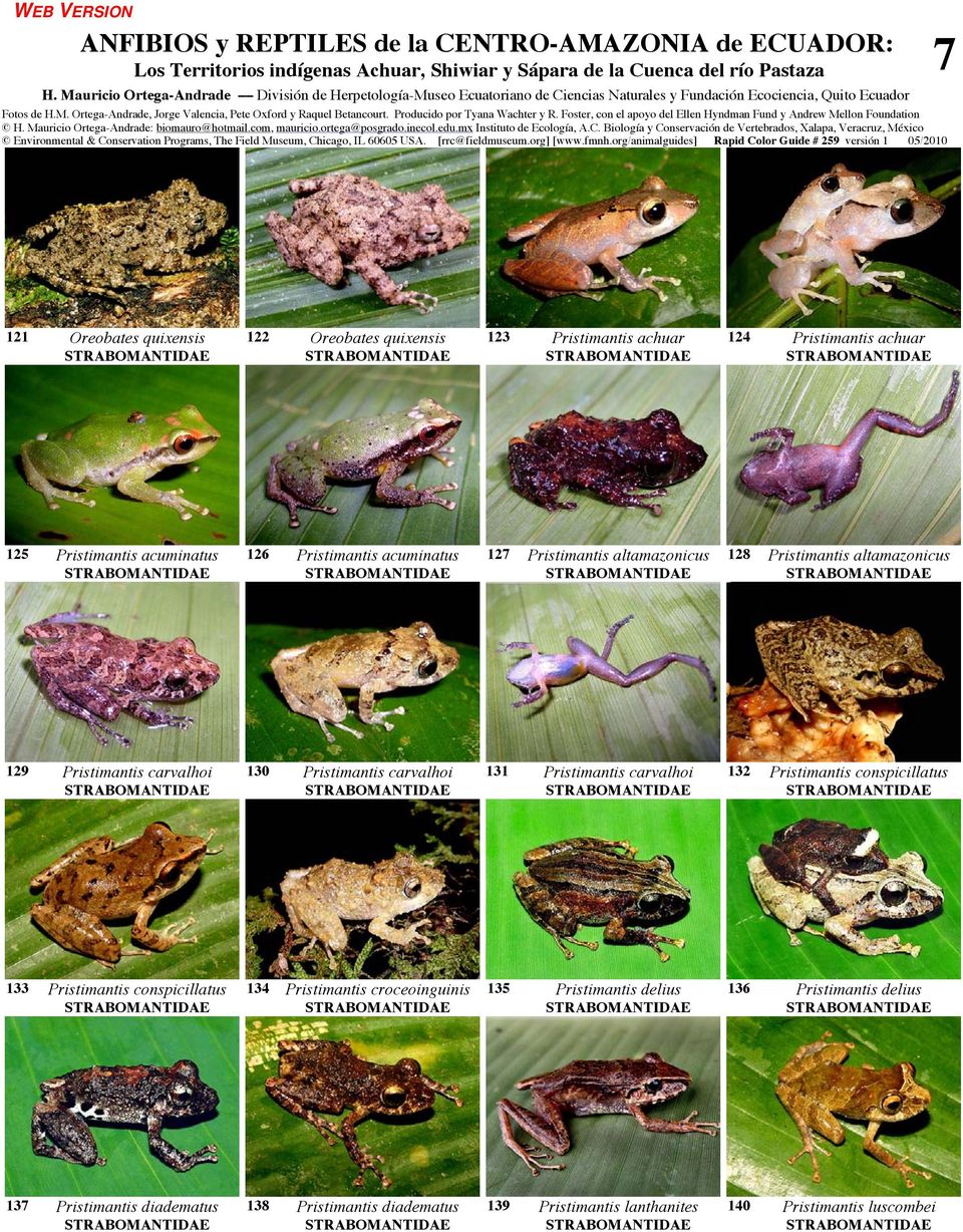carvalhoi 131 Pristimantis carvalhoi 132 Pristimantis conspicillatus 133 Pristimantis conspicillatus 134 Pristimantis croceoinguinis 135