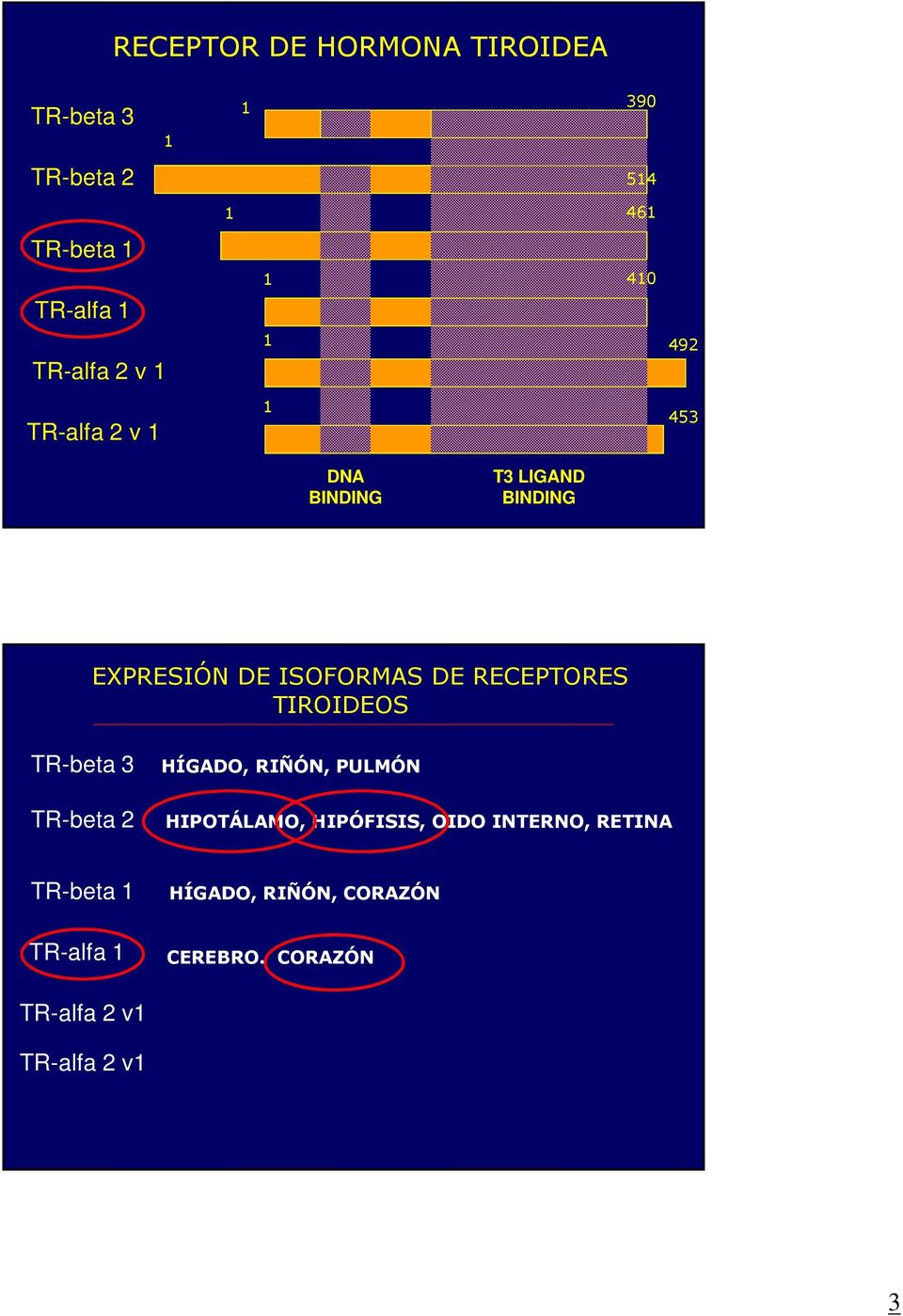 RECEPTORES TIROIDEOS TR-beta 3 TR-beta 2 HÍGADO, RIÑÓN, PULMÓN HIPOTÁLAMO, HIPÓFISIS, OIDO