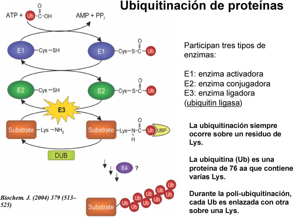 residuo de Lys. La ubiquitina (Ub) es una proteína de 76 aa que contiene varias Lys. Biochem. J.