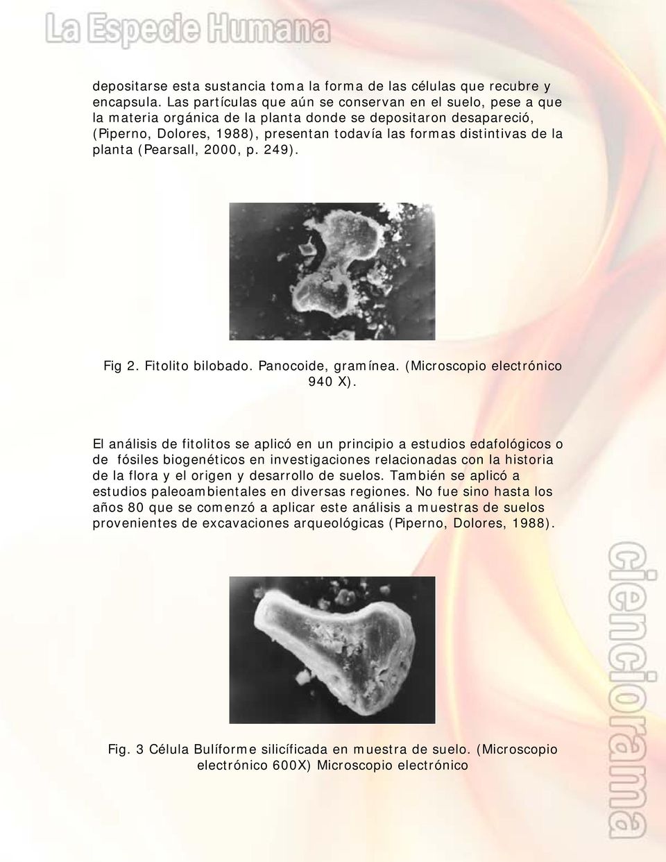 planta (Pearsall, 2000, p. 249). Fig 2. Fitolito bilobado. Panocoide, gramínea. (Microscopio electrónico 940 X).