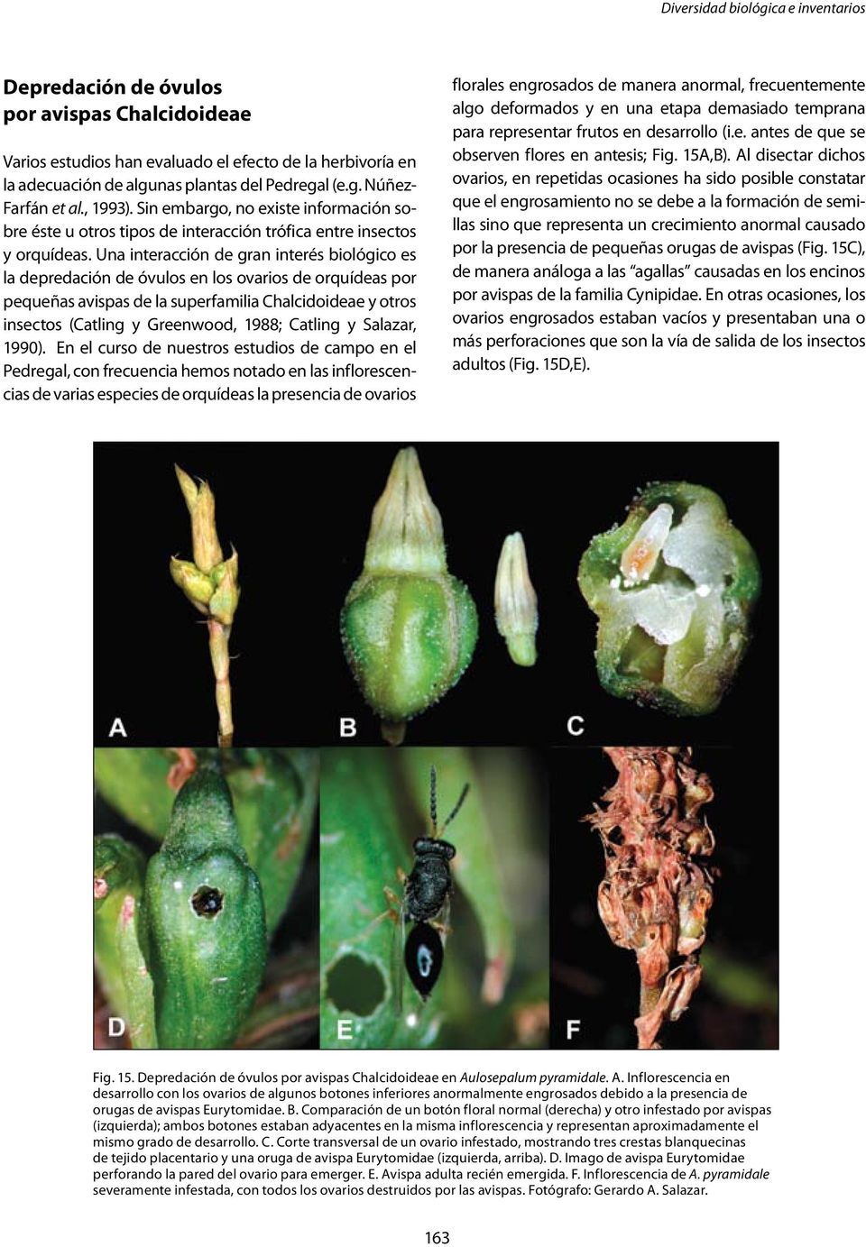 Una interacción de gran interés biológico es la depredación de óvulos en los ovarios de orquídeas por pequeñas avispas de la superfamilia Chalcidoideae y otros insectos (Catling y Greenwood, 1988;