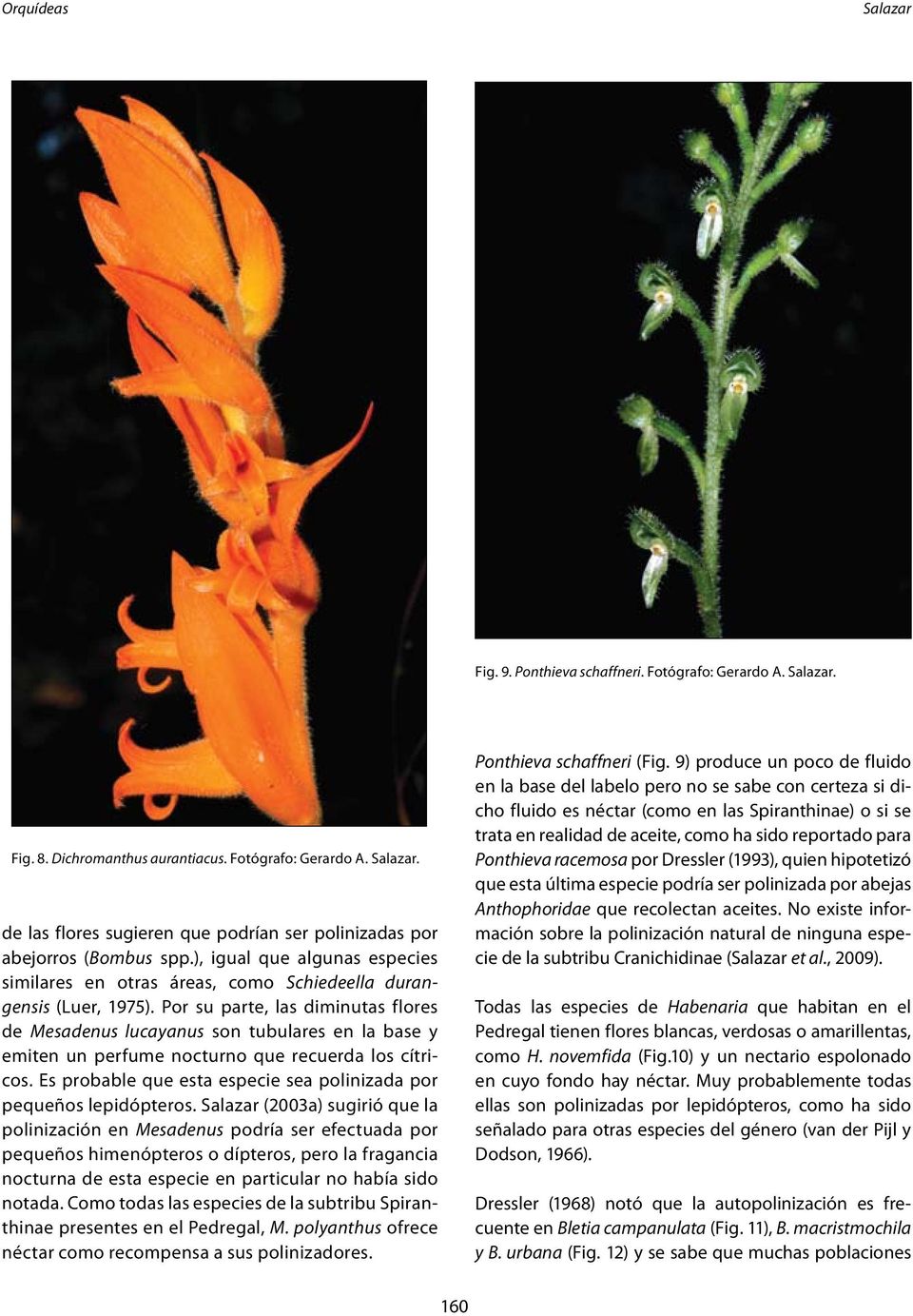 Por su parte, las diminutas flores de Mesadenus lucayanus son tubulares en la base y emiten un perfume nocturno que recuerda los cítricos.