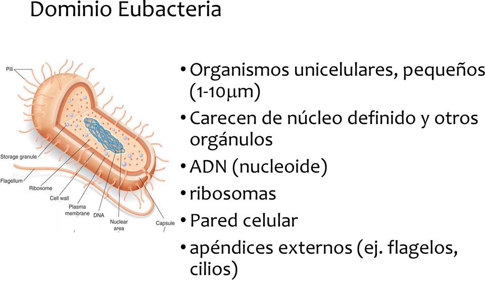 otros orgánulos ADN (nucleoide) ribosomas