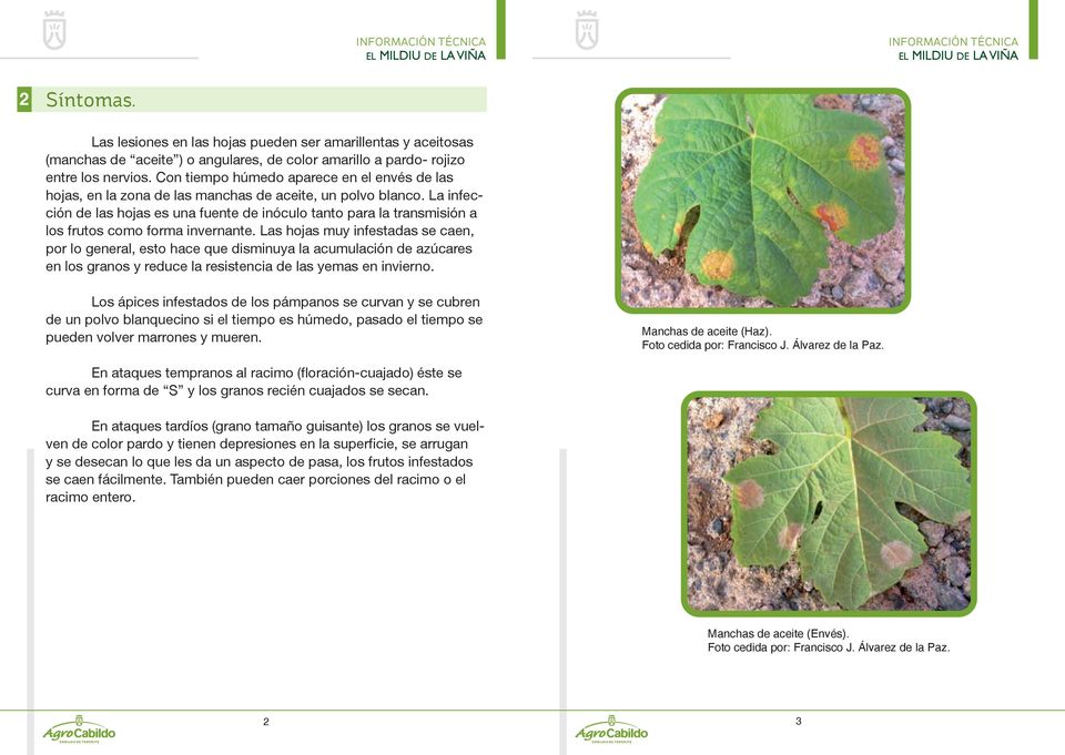 La infección de las hojas es una fuente de inóculo tanto para la transmisión a los frutos como forma invernante.