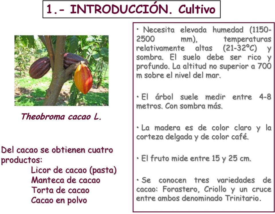Del cacao se obtienen cuatro productos: Licor de cacao (pasta) Manteca de cacao Torta de cacao Cacao en polvo El árbol suele medir entre 4-8 metros.