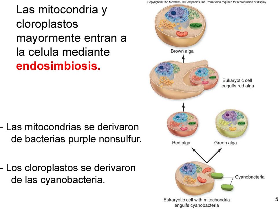 - Las mitocondrias se derivaron de bacterias