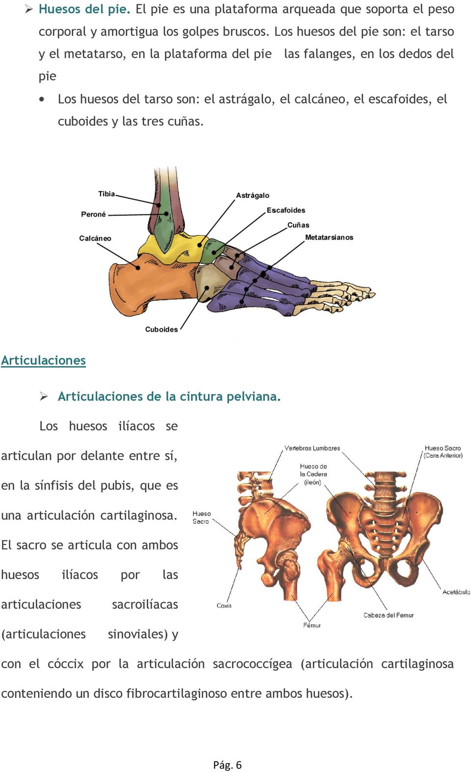 cuboides y las tres cuñas. Articulaciones Articulaciones de la cintura pelviana.