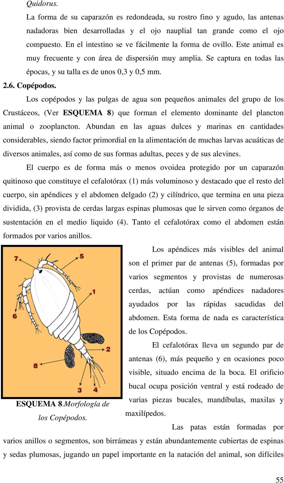 Copépodos. Los copépodos y las pulgas de agua son pequeños animales del grupo de los Crustáceos, (Ver ESQUEMA 8) que forman el elemento dominante del plancton animal o zooplancton.