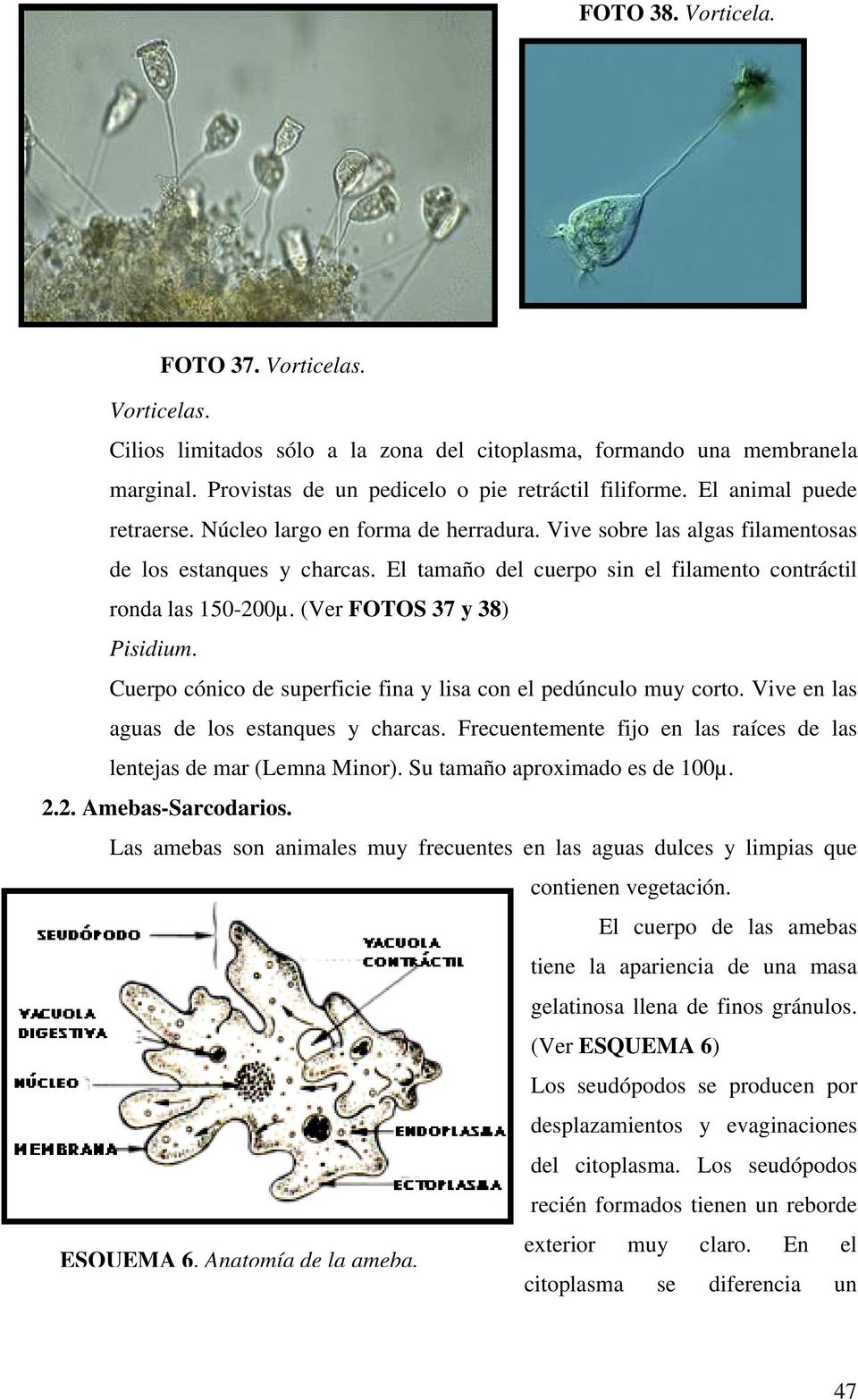 (Ver FOTOS 37 y 38) Pisidium. Cuerpo cónico de superficie fina y lisa con el pedúnculo muy corto. Vive en las aguas de los estanques y charcas.