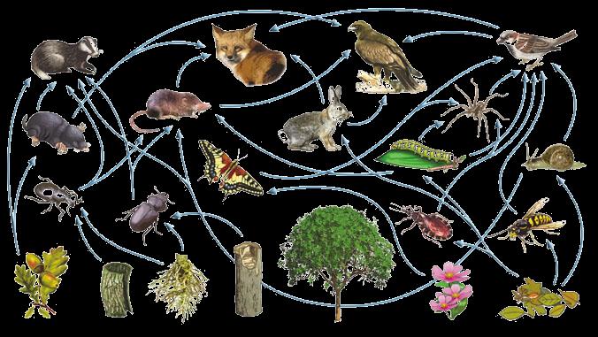 siguiente. Si se representan varias cadenas interrelacionadas, se consigue una red trófica. Los seres vivos de un ecosistema se pueden clasificar según la forma en que obtienen estos alimentos.