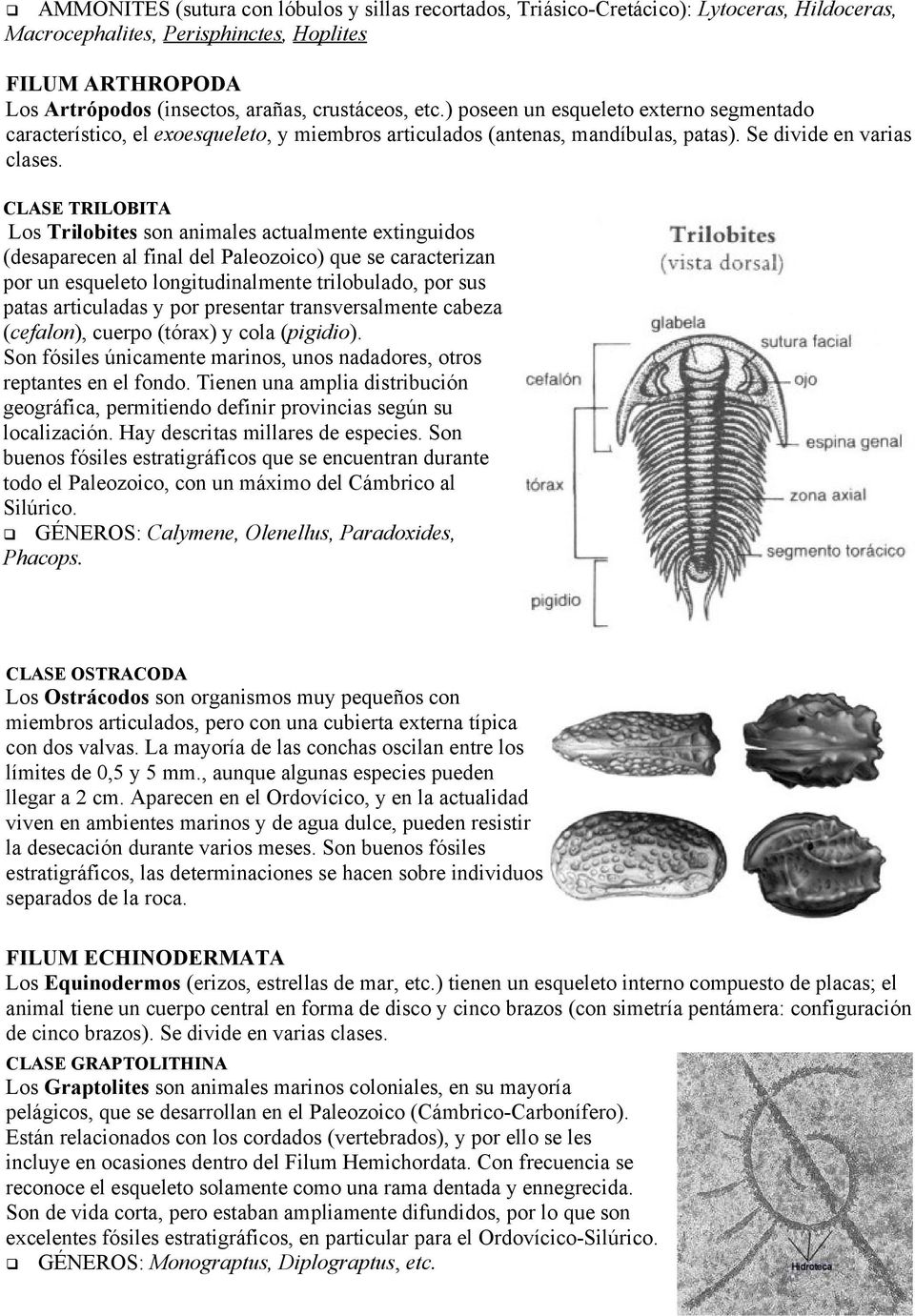 CLASE TRILOBITA Los Trilobites son animales actualmente extinguidos (desaparecen al final del Paleozoico) que se caracterizan por un esqueleto longitudinalmente trilobulado, por sus patas articuladas