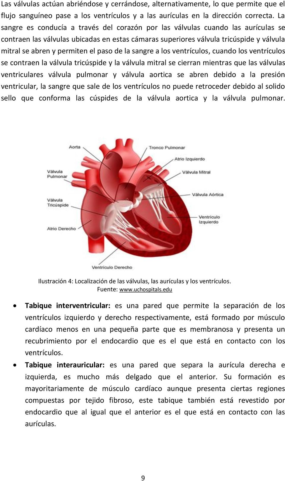 el paso de la sangre a los ventrículos, cuando los ventrículos se contraen la válvula tricúspide y la válvula mitral se cierran mientras que las válvulas ventriculares válvula pulmonar y válvula