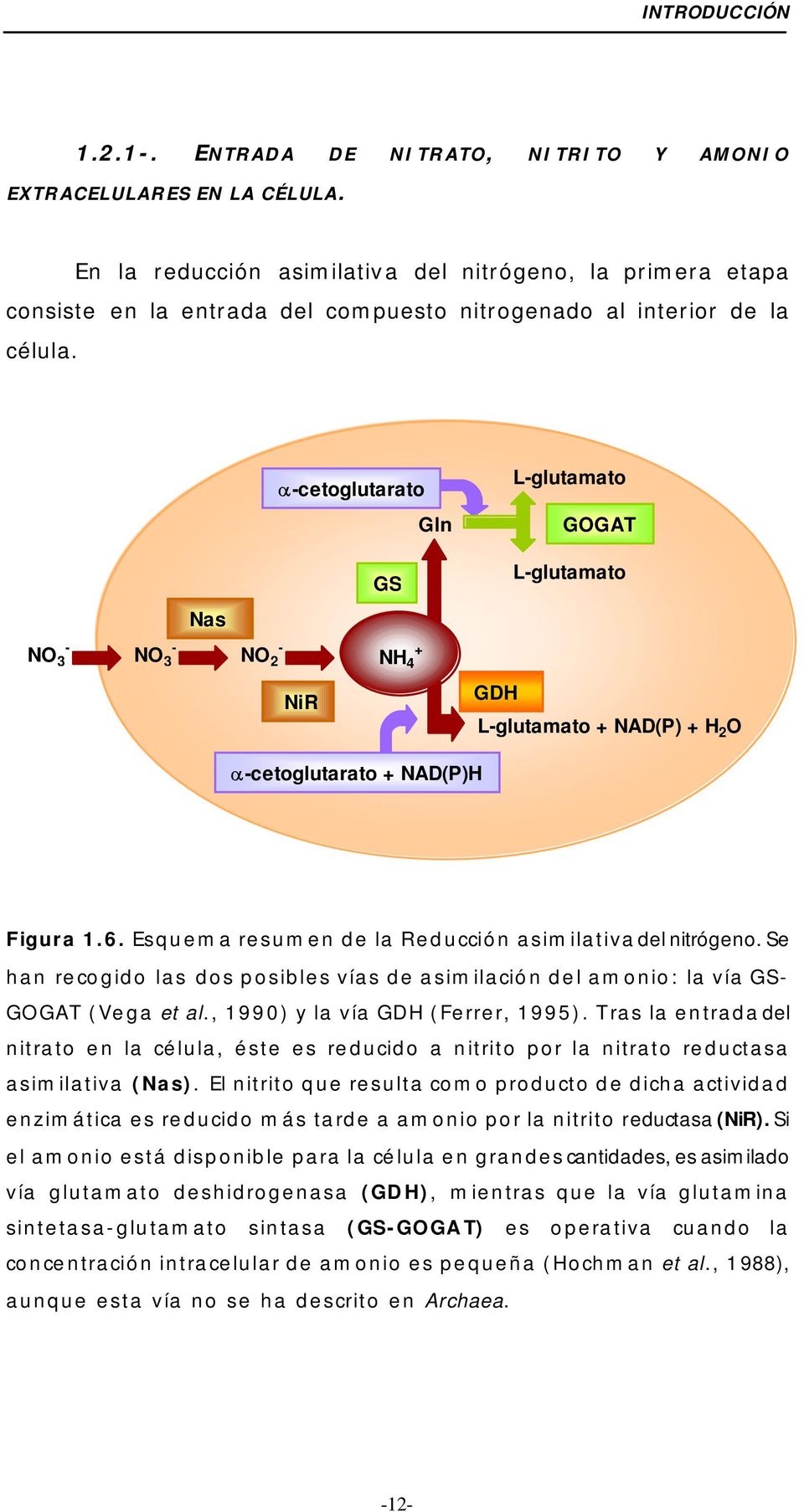 αcetoglutarato Gln Lglutamato GOGAT GS Lglutamato Nas NO 3 NO 3 NO 2 NH 4 + NiR GDH Lglutamato + NAD(P) + H 2 O αcetoglutarato + NAD(P)H Figura 1.6.
