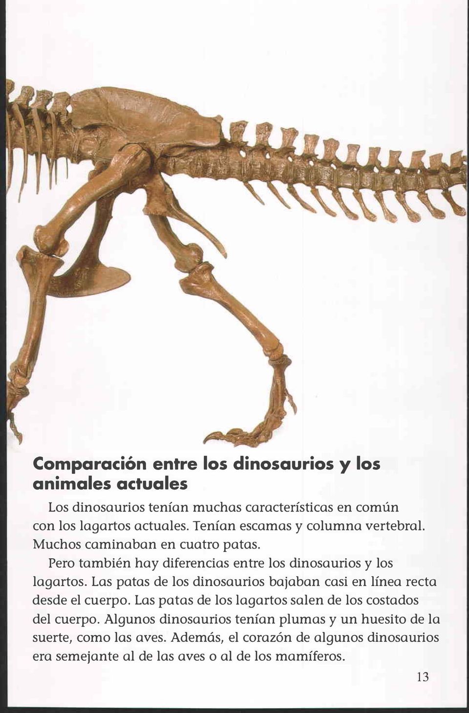 Las patas de los dinosaurios bajaban casi en línea recta desde el cuerpo. Las patas de los lagartos salen de los costados del cuerpo.