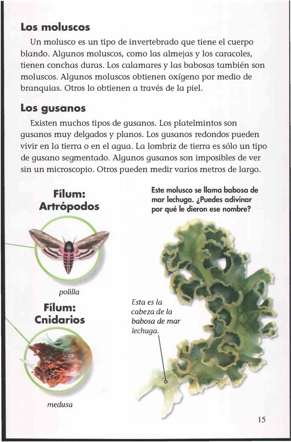 Los platelmintos son gusanos muy delgados y planos. Los gusanos redondos pueden vivir en la tierra o en el agua. La lombriz de tierra es sólo un tipo de gusano segmentado.