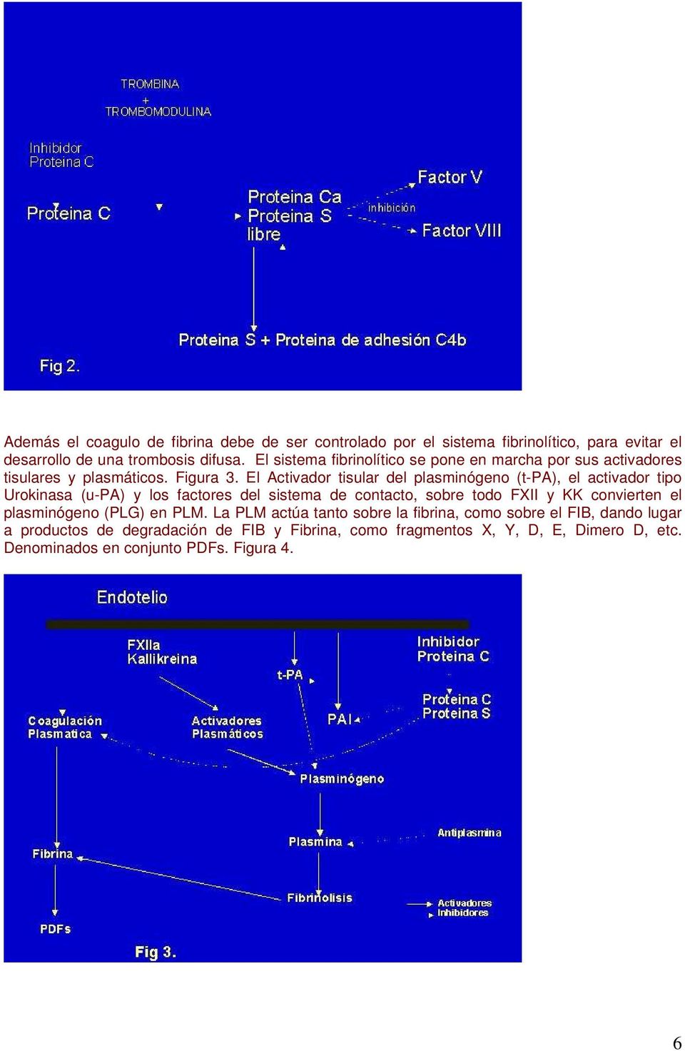 El Activador tisular del plasminógeno (t-pa), el activador tipo Urokinasa (u-pa) y los factores del sistema de contacto, sobre todo FXII y KK convierten