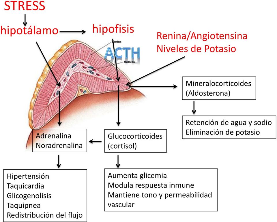 sodio Eliminación de potasio Hipertensión Taquicardia Glicogenolisis Taquipnea