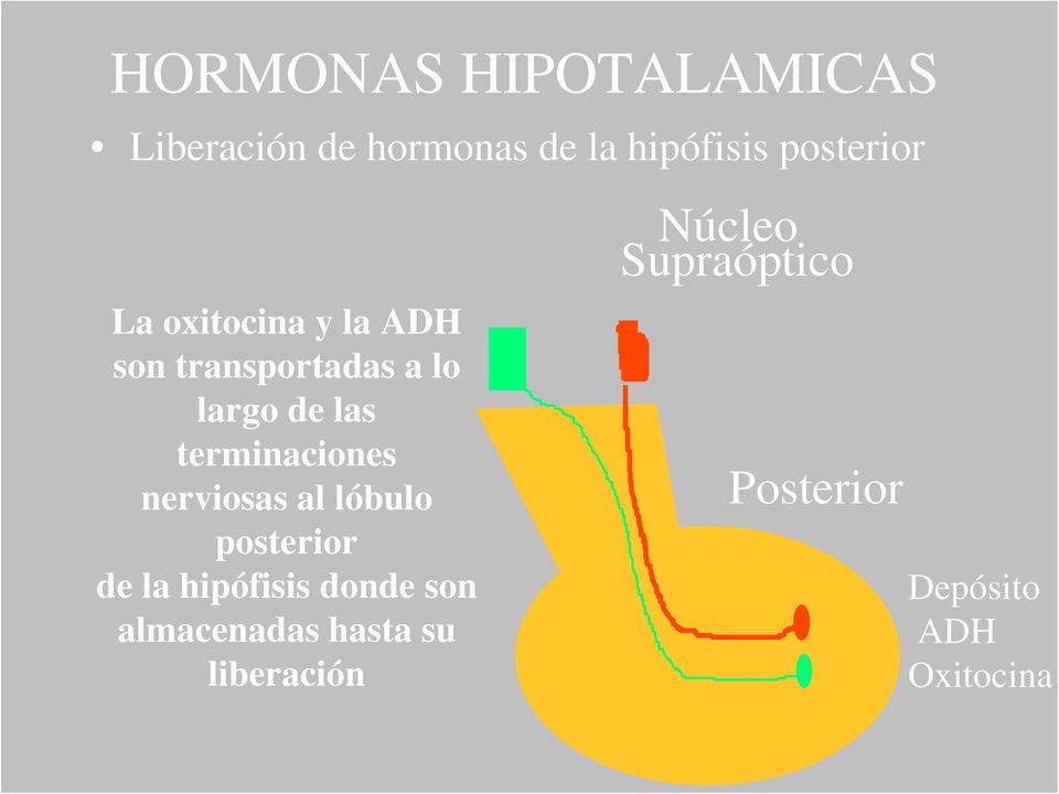 terminaciones nerviosas al lóbulo posterior de la hipófisis donde son