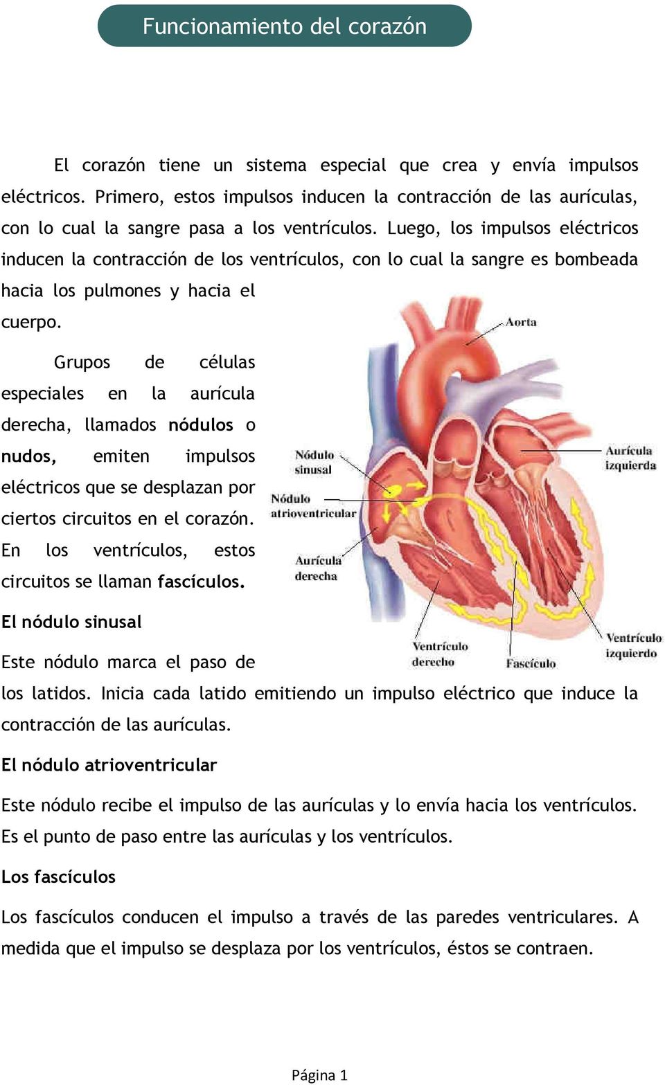Luego, los impulsos eléctricos inducen la contracción de los ventrículos, con lo cual la sangre es bombeada hacia los pulmones y hacia el cuerpo.