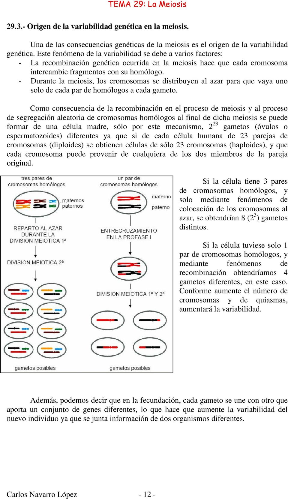 - Durante la meiosis, los cromosomas se distribuyen al azar para que vaya uno solo de cada par de homólogos a cada gameto.