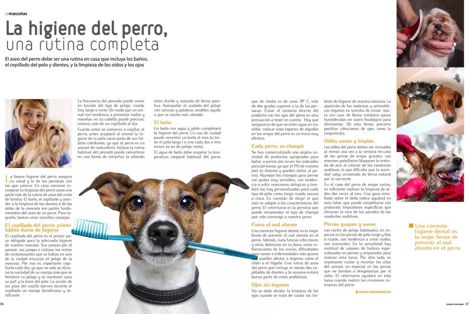 El baño, el cepillado y atender a la limpieza de los dientes o de los oídos de la mascota son partes fundamentales del aseo de un perro. Para lograrlo, bastan unos sencillos consejos.