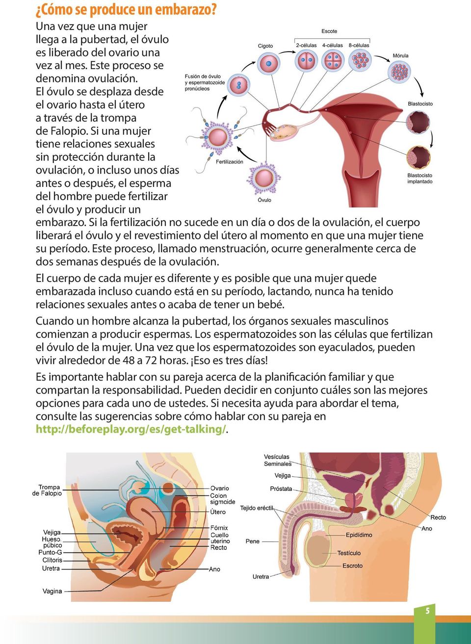 Si una mujer tiene relaciones sexuales sin protección durante la ovulación, o incluso unos días antes o después, el esperma del hombre puede fertilizar el óvulo y producir un embarazo.
