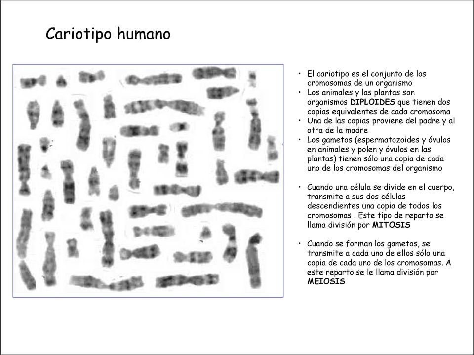 cada uno de los cromosomas del organismo Cuando una célula se divide en el cuerpo, transmite a sus dos células descendientes una copia de todos los cromosomas.