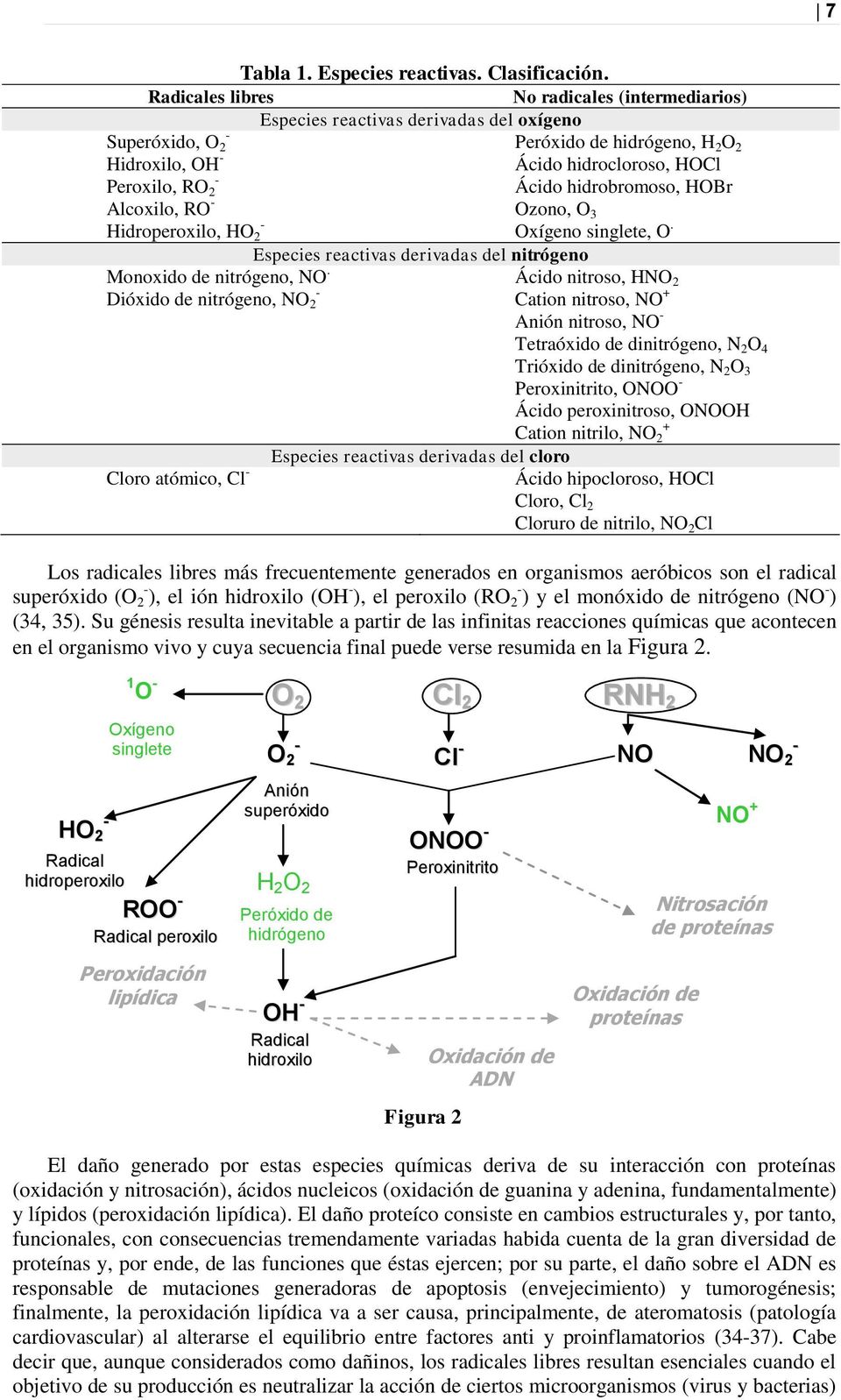 Ácido hidrobromoso, HOBr Alcoxilo, RO - Ozono, O 3 - Hidroperoxilo, HO 2 Oxígeno singlete, O. Monoxido de nitrógeno, NO.