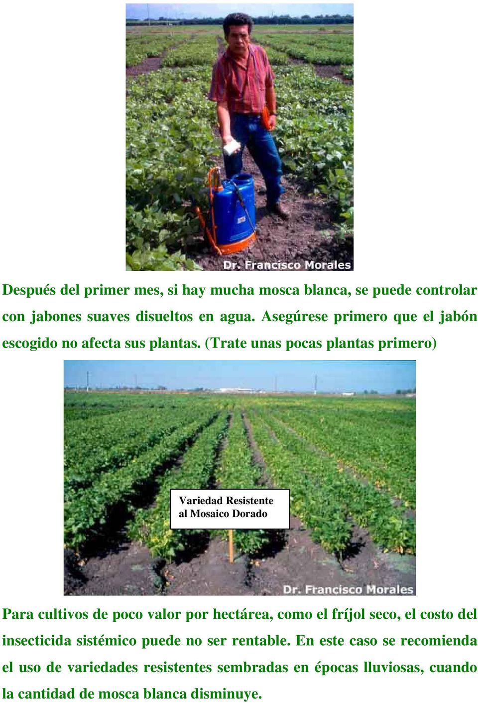 (Trate unas pocas plantas primero) Variedad Resistente al Mosaico Dorado Para cultivos de poco valor por hectárea, como el