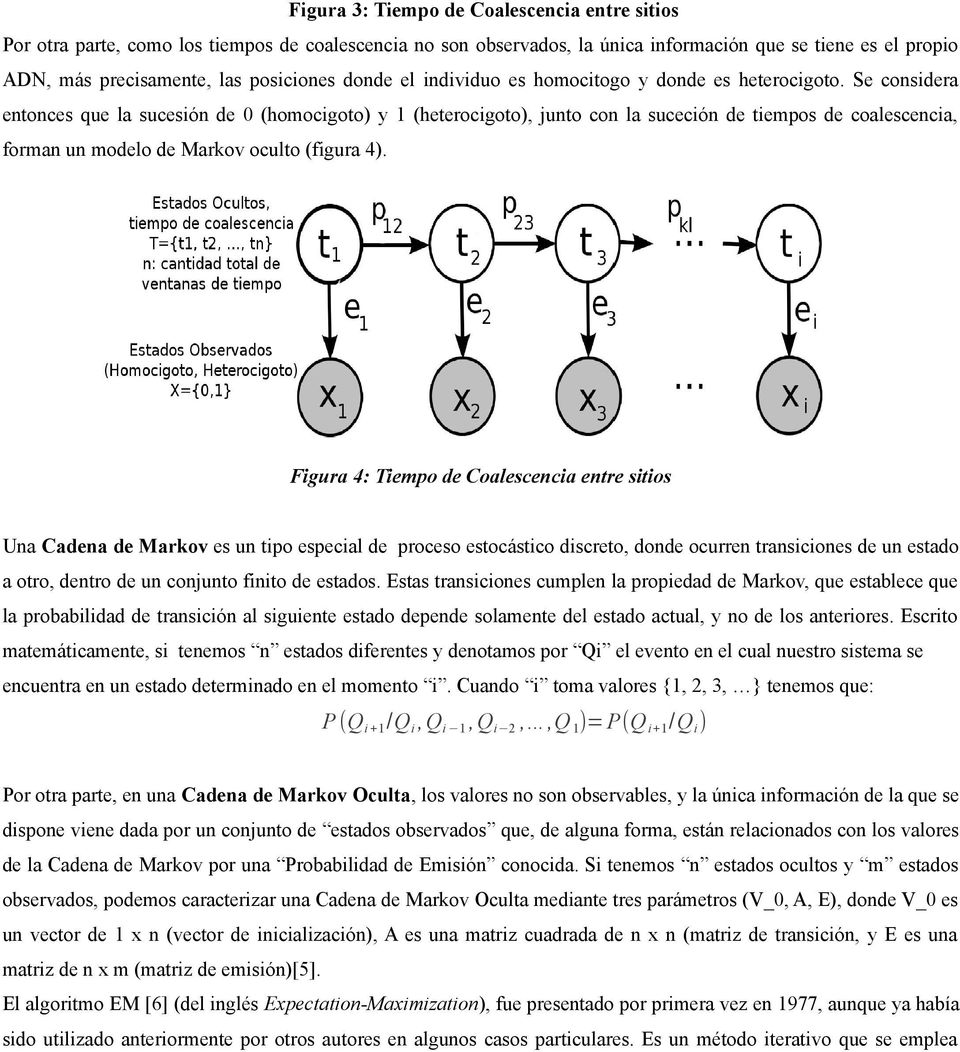 Se considera entonces que la sucesión de 0 (homocigoto) y 1 (heterocigoto), junto con la suceción de tiempos de coalescencia, forman un modelo de Markov oculto (figura 4).